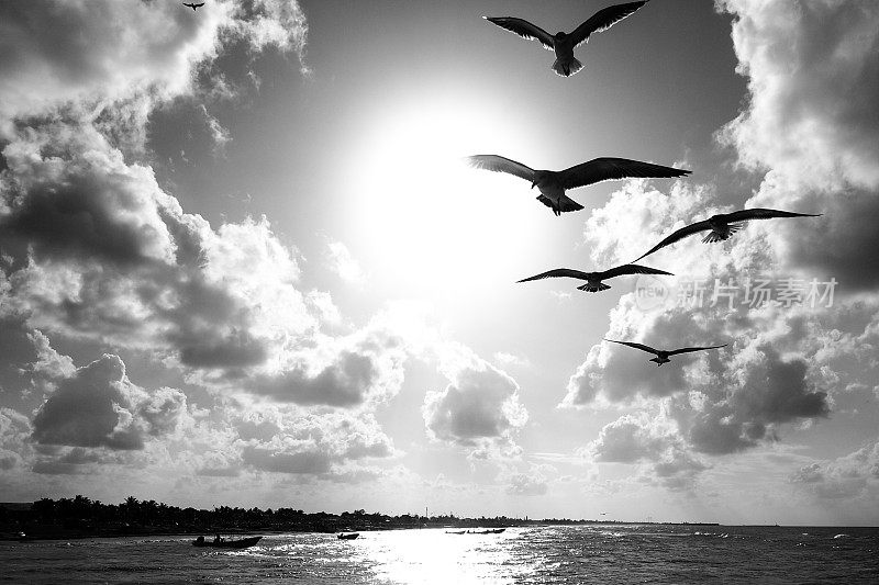 日落时分，在墨西哥尤卡坦海岸，一些海鸥在飞翔