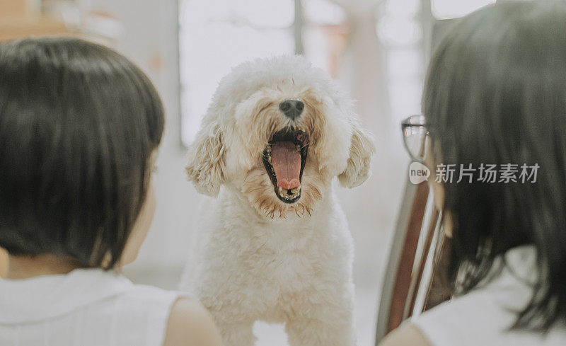 两个年轻的亚裔中国女孩在客厅和她的宠物玩具贵宾犬玩耍