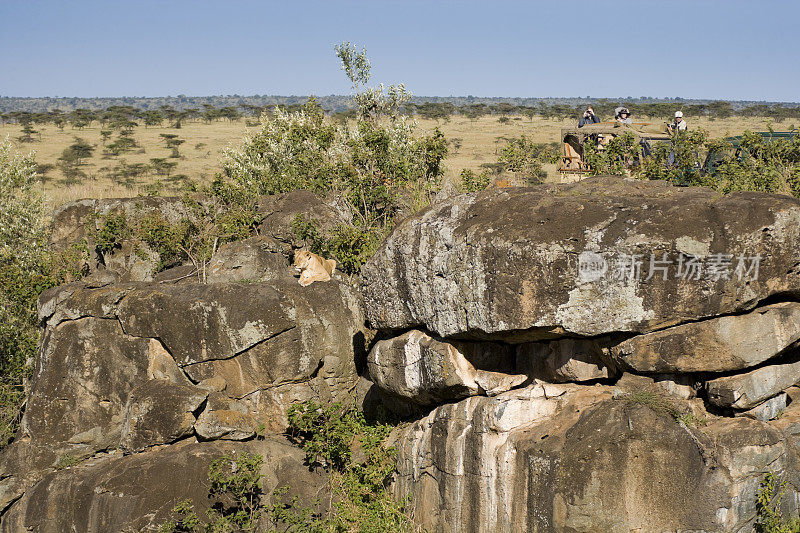 母狮和幼崽们在清晨的阳光下休息，野生动物们在狩猎途中观看游客。肯尼亚马赛马拉