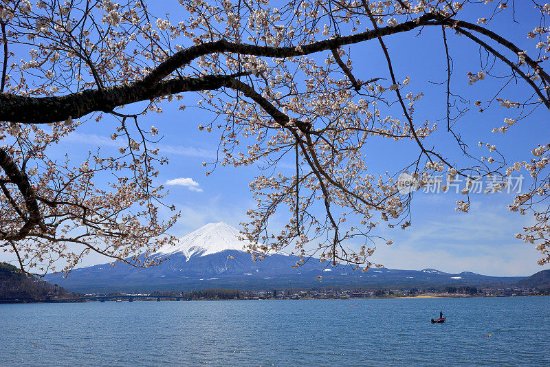 富士山和川口湖的樱花