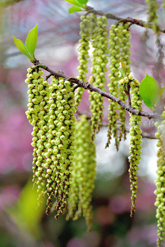 早水苏开花