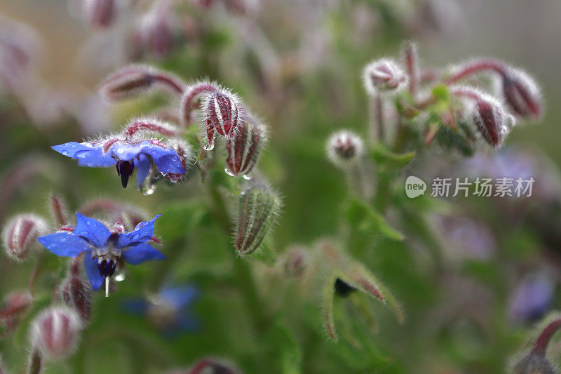 琉璃苣蓝芽特写食用花香草花园