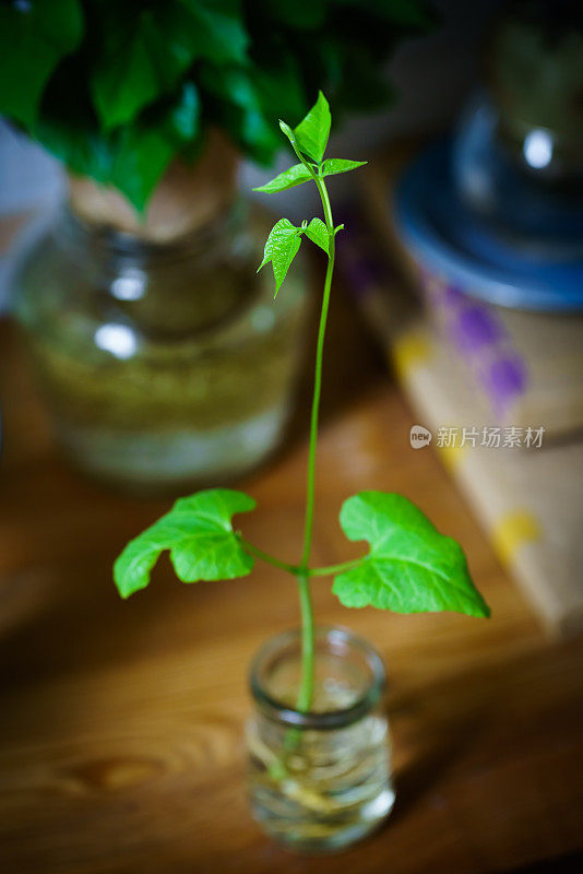 豆芽。花瓶内的绿叶植物