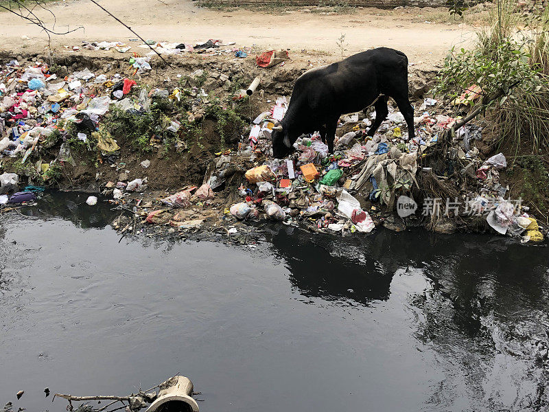 在印度德里的荒地上，一头野牛在垃圾和垃圾中寻找食物，堵塞了被污染的河流