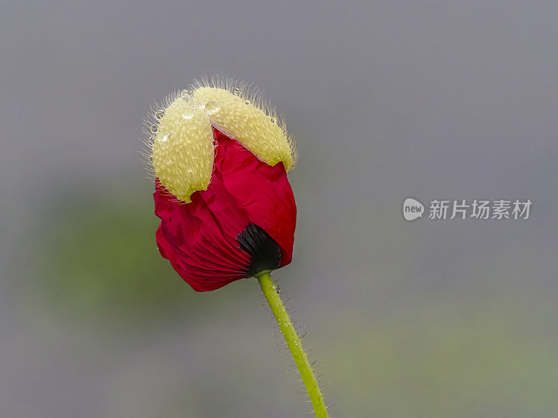 红色的罂粟花与花萼在花的顶部