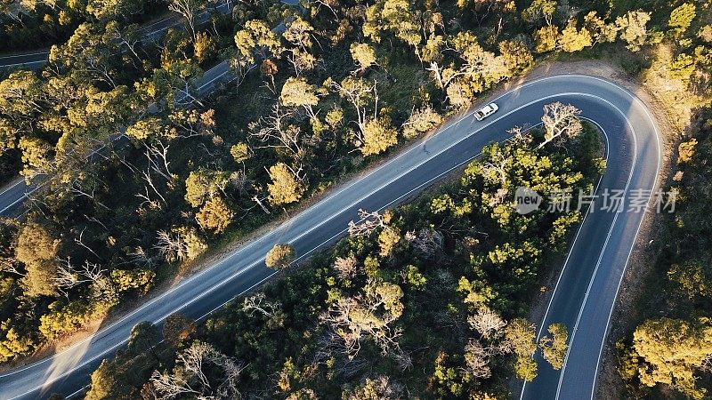 森林中蜿蜒道路