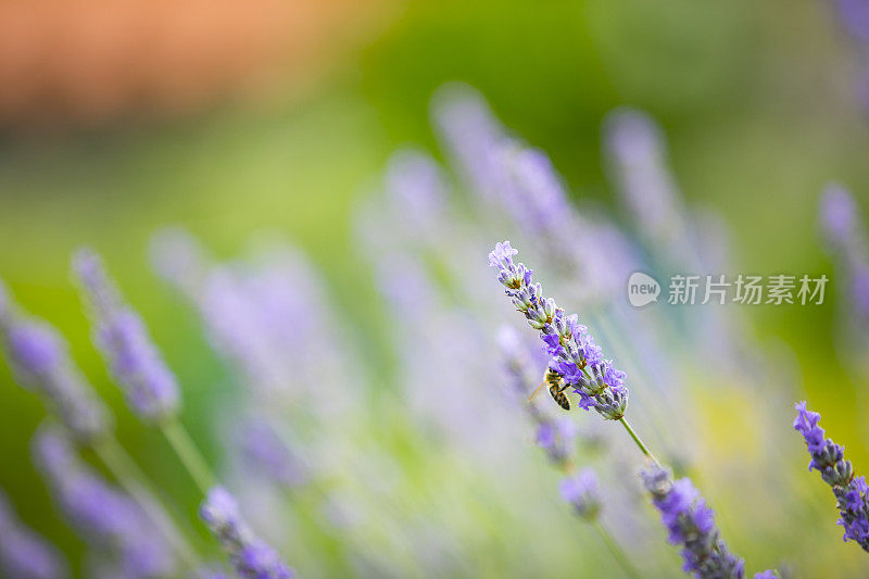 蜜蜂授粉薰衣草花的特写