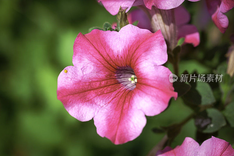 佩妮，苏芬妮，花园里有粉红色的花