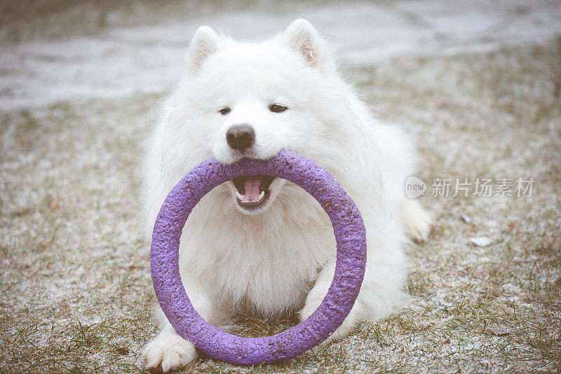 萨摩耶犬(冬天)