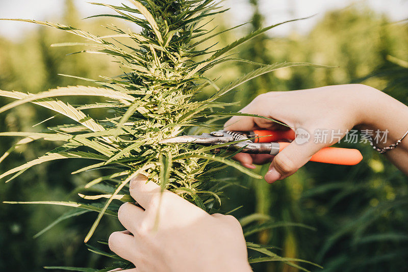 一位女科学家的手观察大麻地的CBD大麻植物并做笔记