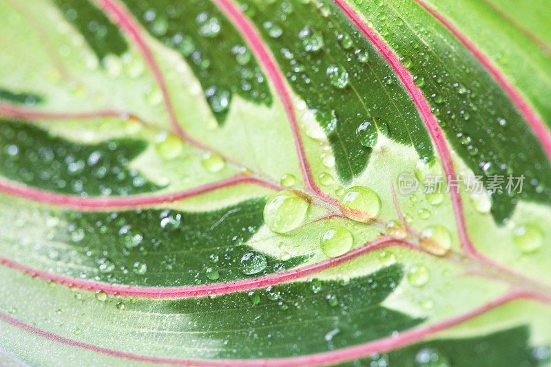 植物叶子上水滴的特写