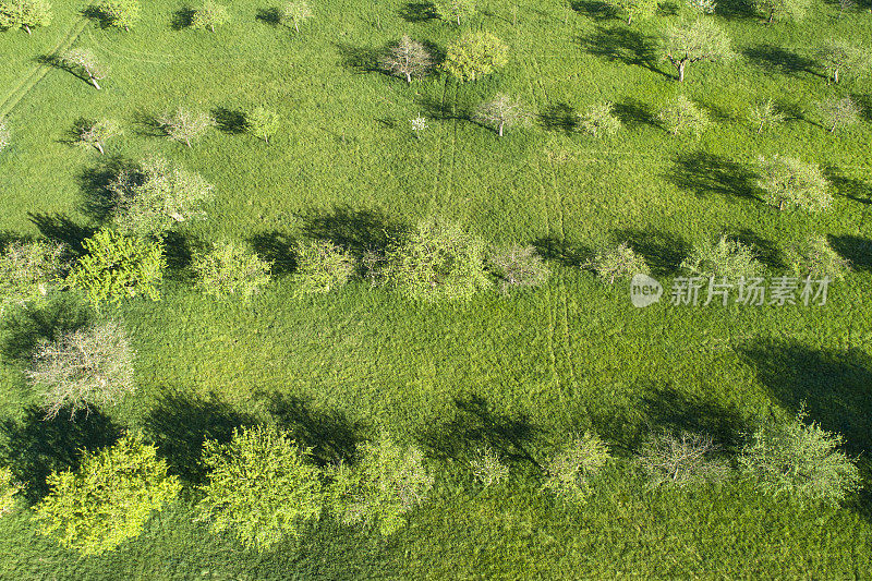 春季鸟瞰图果树种植园