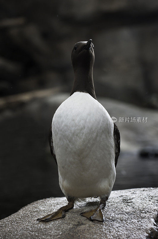 普通海雀或海鸠(海鸠)是一种大型海雀。它在北美也被称为薄嘴海鸦。苏厄德,阿拉斯加