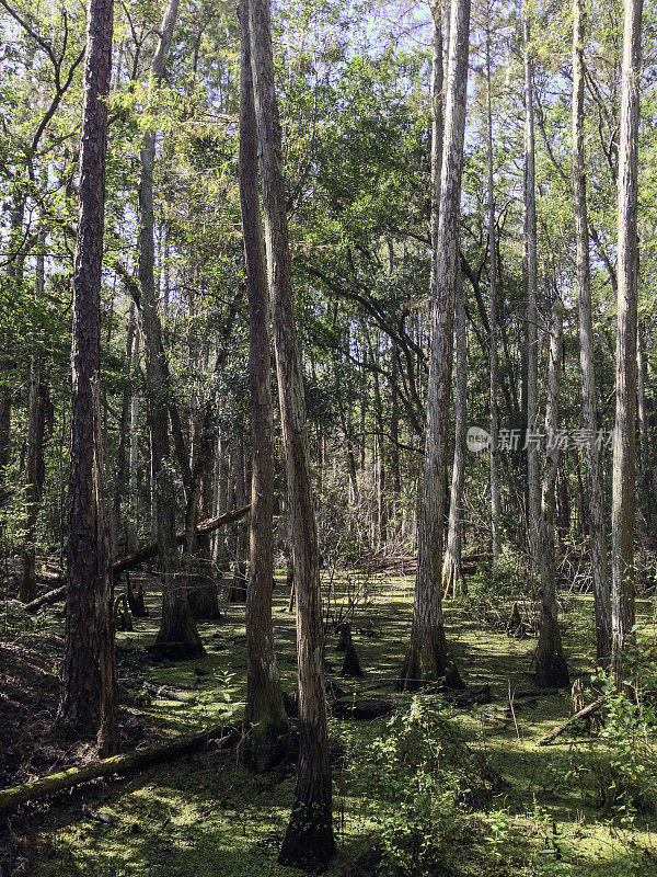 这个柏树沼泽位于佛罗里达州基西米的木瓦溪保护区，这是一个自然保护区，周围的木瓦溪被公认为佛罗里达大沼泽地的源头。
