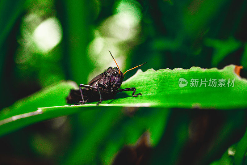 哥斯达黎加热带雨林中的黑色笨蚱蜢