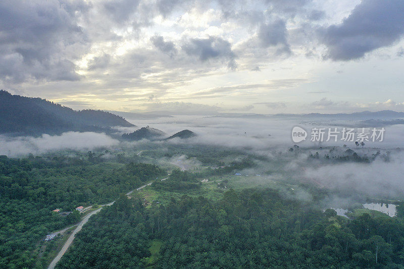马来西亚婆罗洲热带雨林原始丛林的可持续棕榈油种植园在雾蒙蒙的早晨。