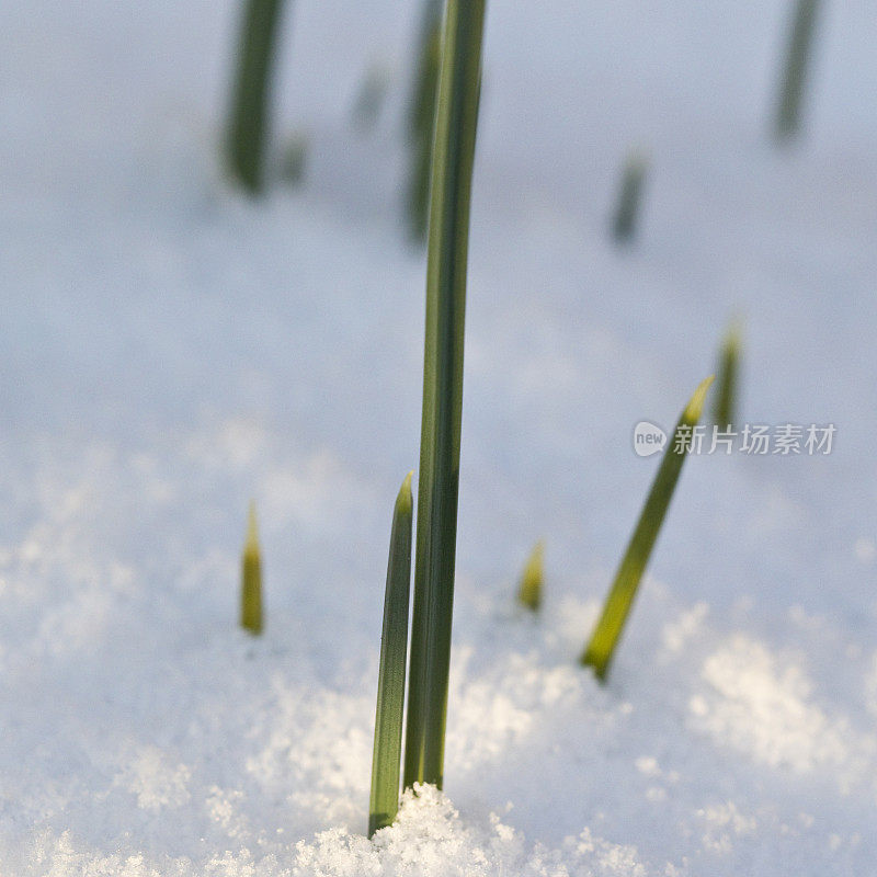 雪中的鸢尾