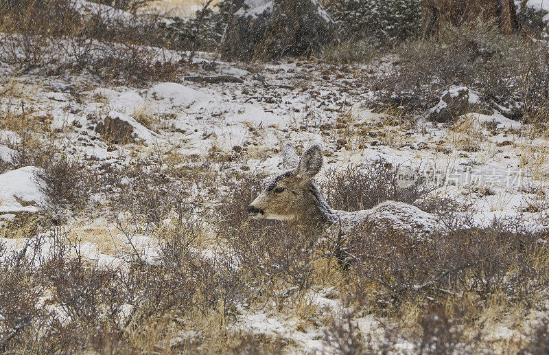 美国科罗拉多州埃斯特斯公园外的落基山国家公园中的野鹿