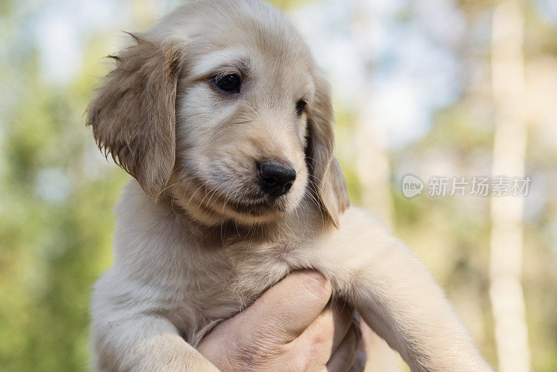 纯种黄色平毛寻回犬六周幼犬户外。