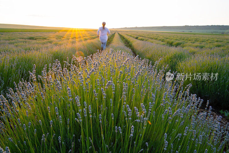 一个农妇跑过盛开的薰衣草种植园。农业职业。保加利亚的薰衣草花田。