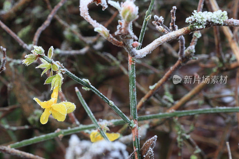 迎春花