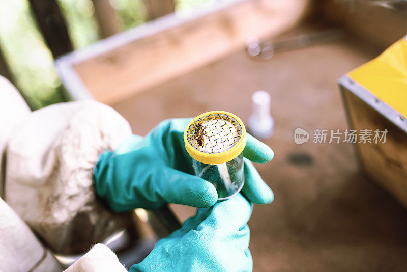 养蜂人:一个养蜂人手里拿着一个特殊的笼子，以便在里面标记蜂王