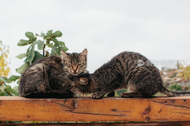 两只可爱的猫正坐在篱笆上。猫的爱。本空间