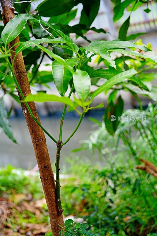 在花园里嫁接芒果树梢