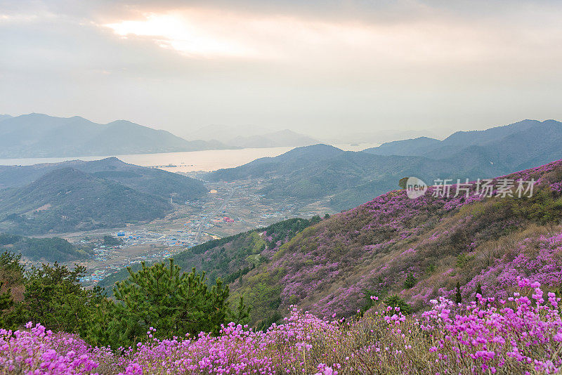 皇家杜鹃花，韩国玫瑰