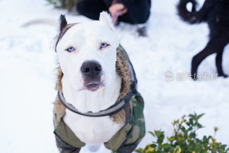 狗和人在雪地里散步