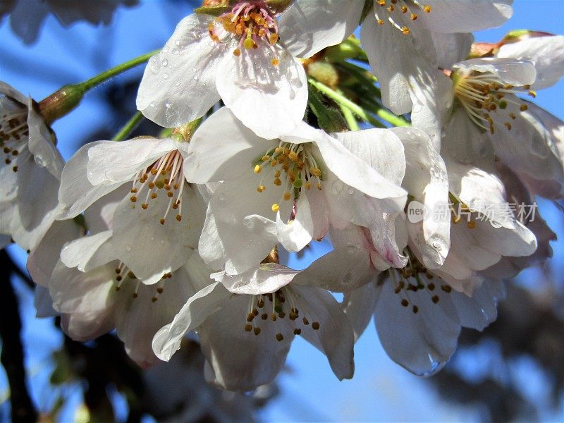 日本。3月底。樱花在美丽的阳光明媚的早晨雨后。