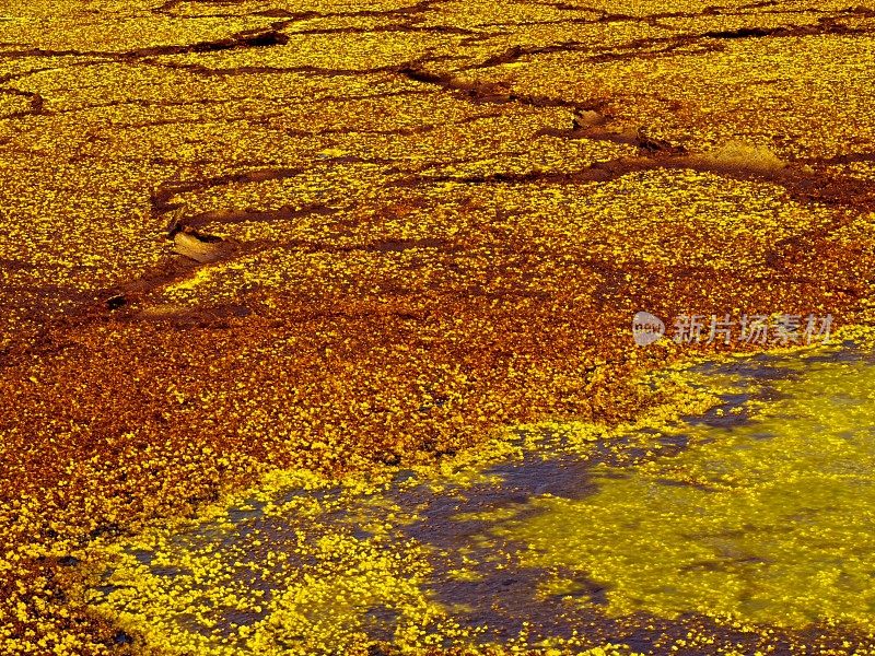 埃塞俄比亚达纳基尔洼地的黄色硫磺岩石和水