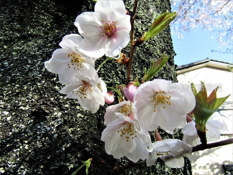 日本。3月底。雨夜过后，阳光明媚的早晨。老樱树干上的樱花。