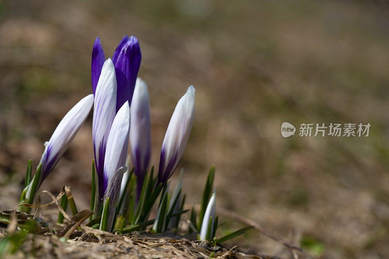 紫色和白色的番红花在绿色草地与模糊的草在背景。