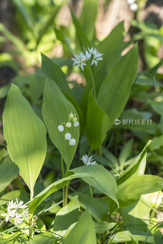 铃兰和拉姆森，野生大蒜一起生长