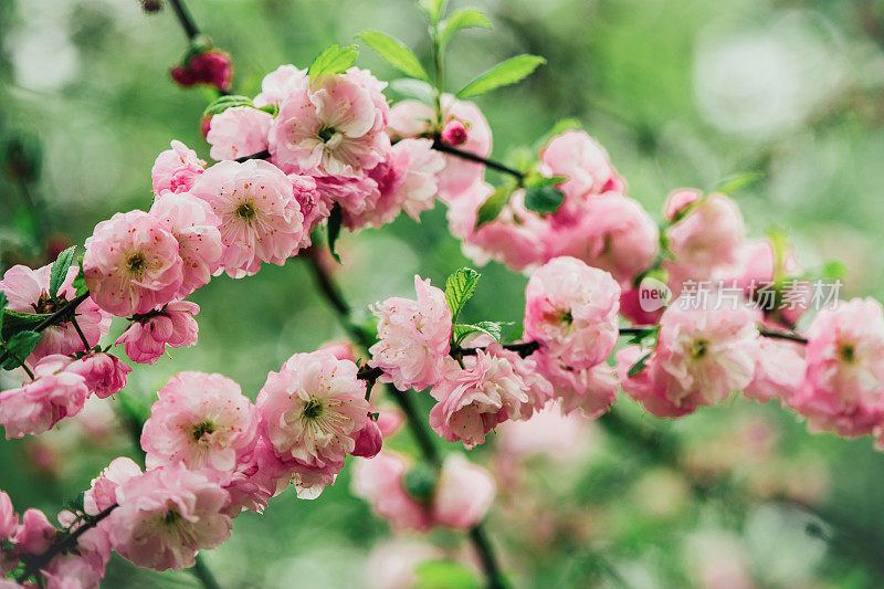 杏树开花