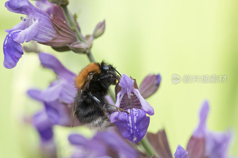 大黄蜂在花园的鼠尾草花上