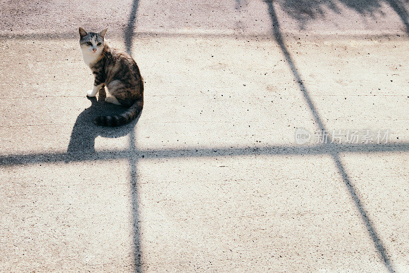 可爱的小猫和线条的影子