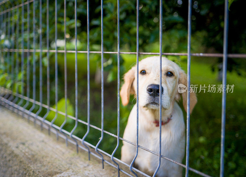 拉布拉多寻回犬被困在铁丝网后面