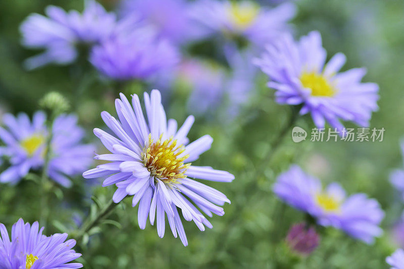 浓密的紫菀花特写