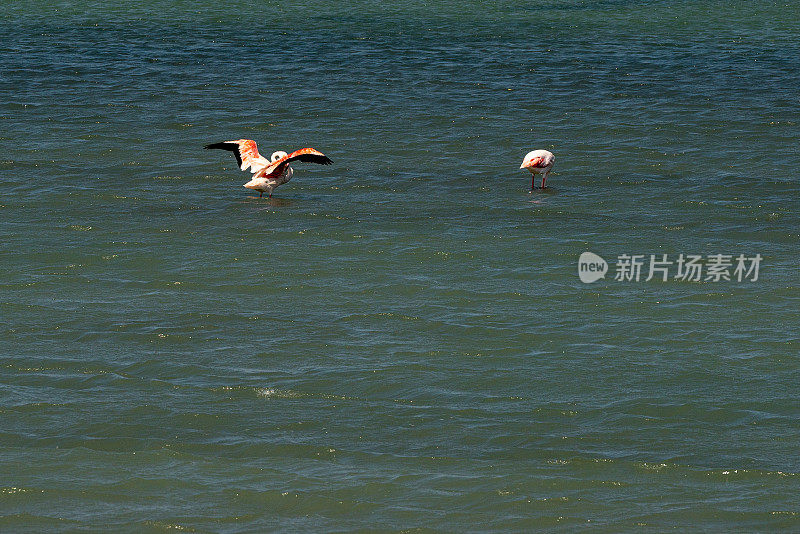 火烈鸟在土耳其萨里姆萨克利盐湖觅食
