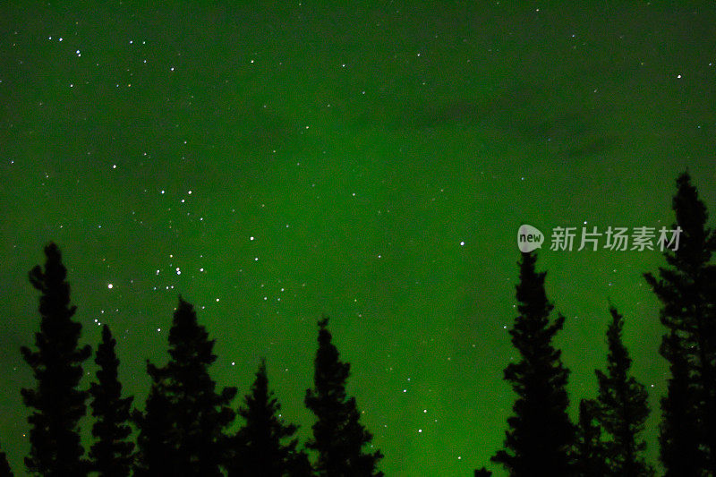 森林树后面的夜空和极光