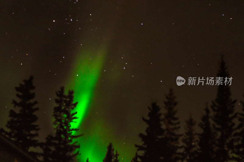 森林树后面的夜空和极光