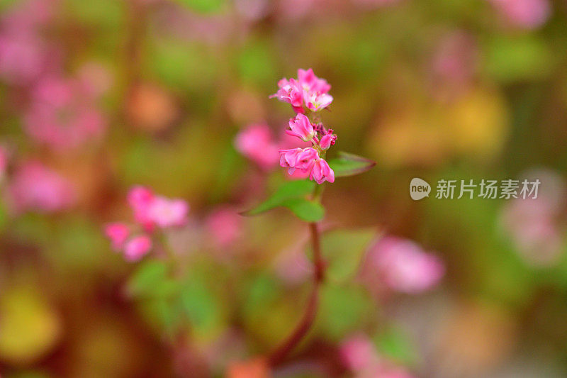 粉红色的荞麦花