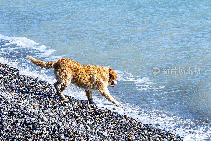 可爱的雄性金毛猎犬站在海边的大海上。