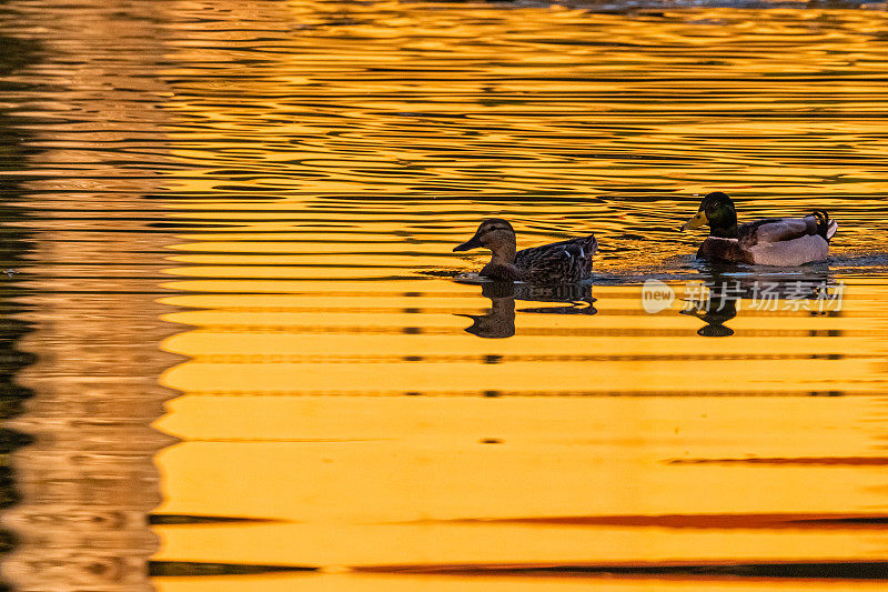 鸭子在池塘的水面上游泳，在初升的太阳的倒影中