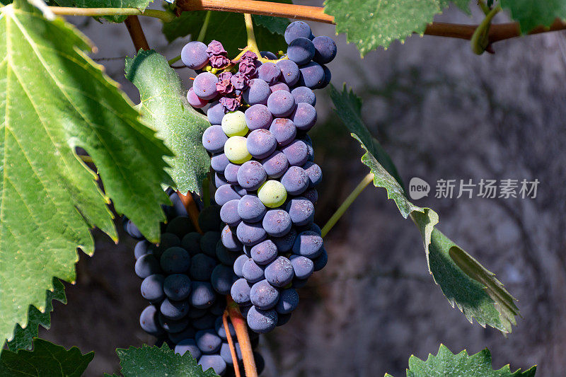 在意大利拉齐奥特拉奇纳附近的坎波索里亚诺葡萄园，一串串的梅洛葡萄正在成熟