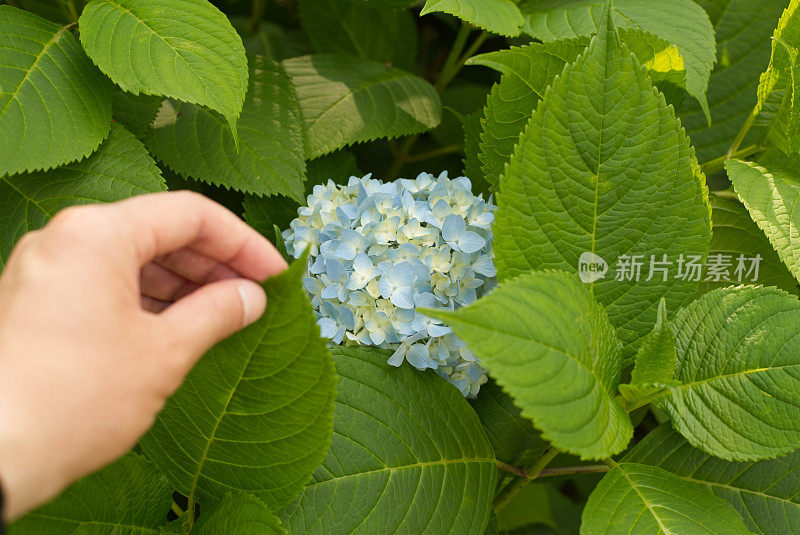 绣球花