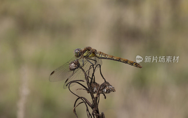 普通飞镖蜻蜓