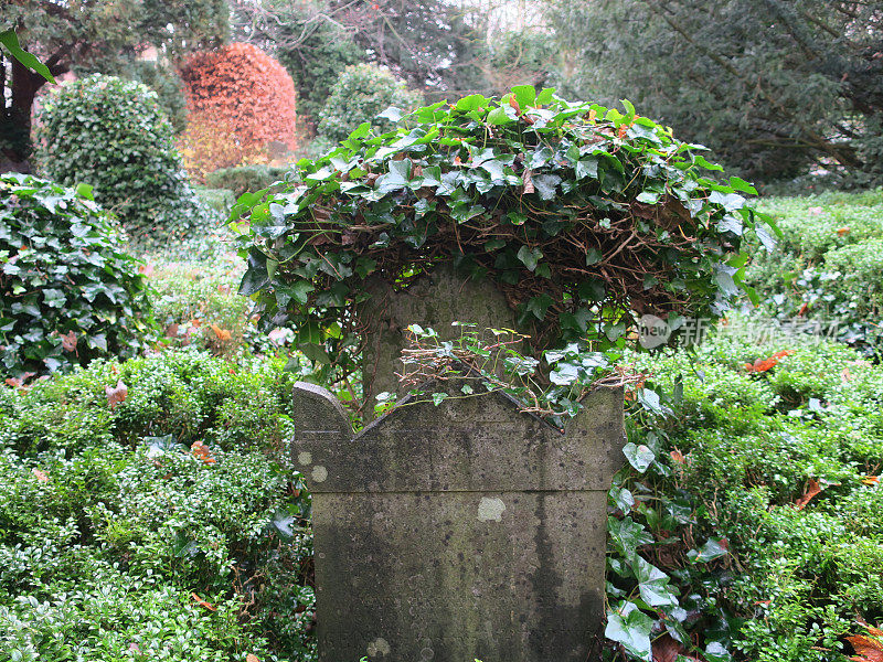 墓碑墓碑或墓地上爬满常春藤的墓碑